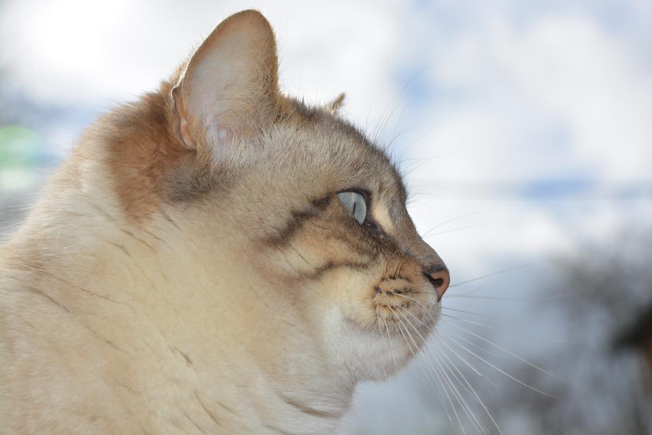 Cat Head Profile Of