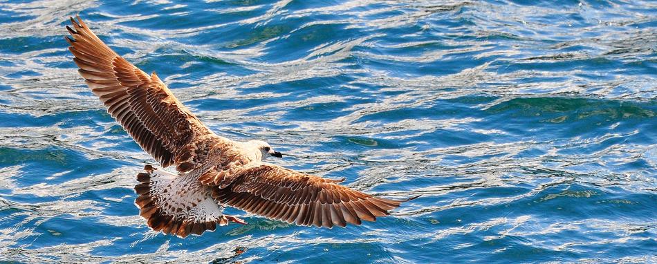 Bird Water Animal