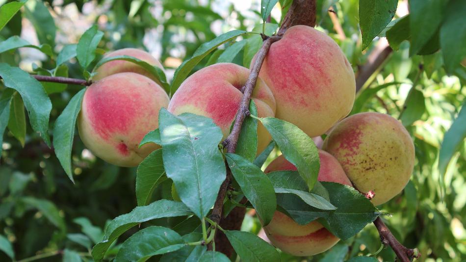 Juicy peaches on a tree