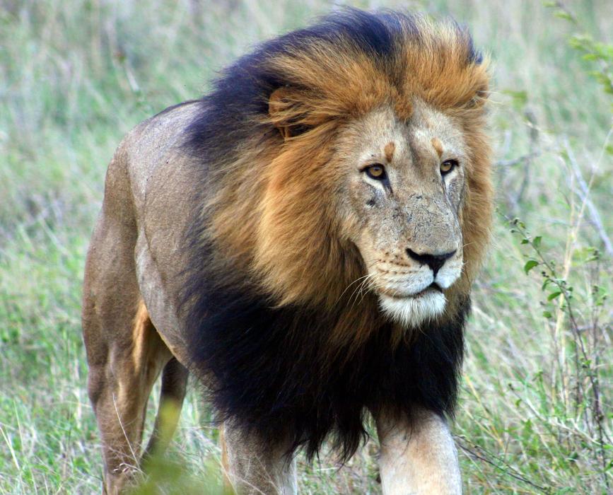 Wildlife Lion Mammal
