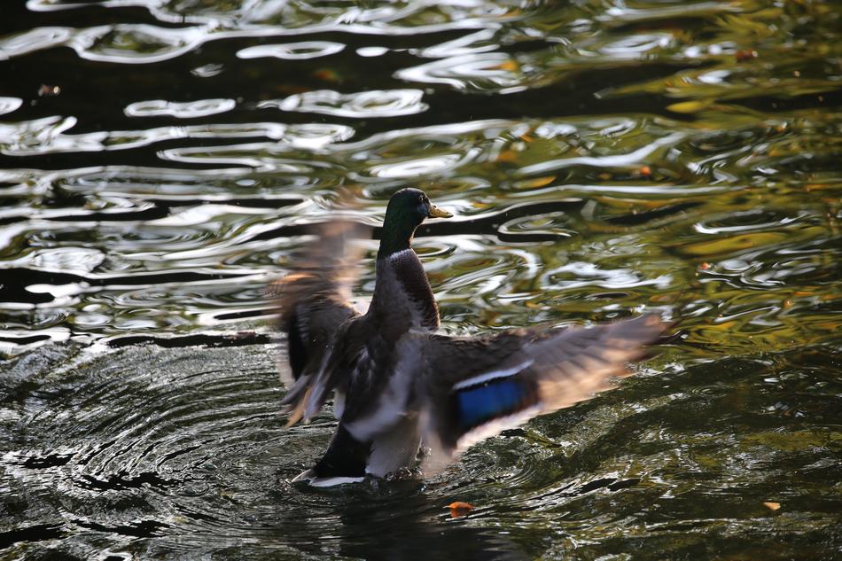 Duck Drake Bird