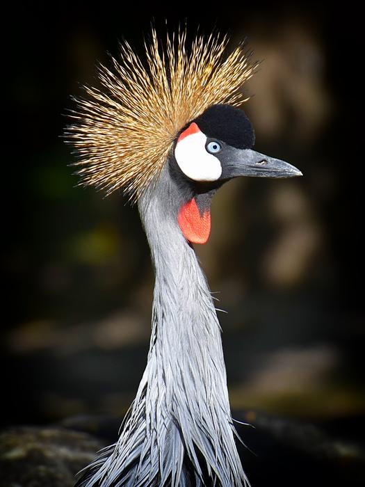 Grey Crowned Crane Baleurica
