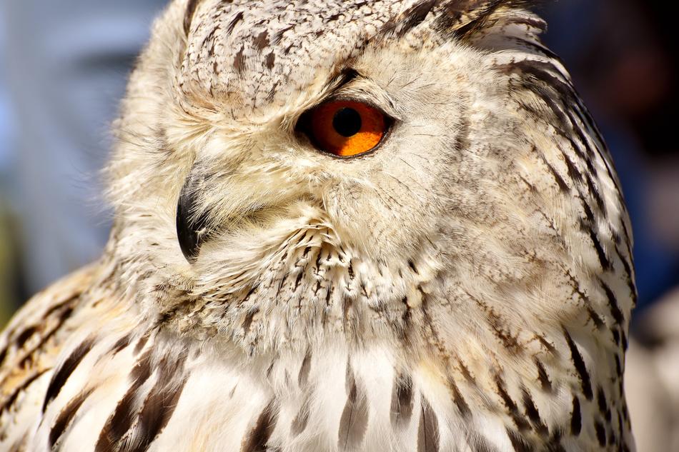 Owl Bird Feather Eagle
