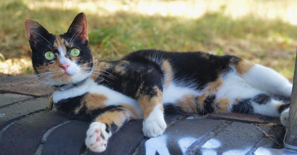 lying surprised cat
