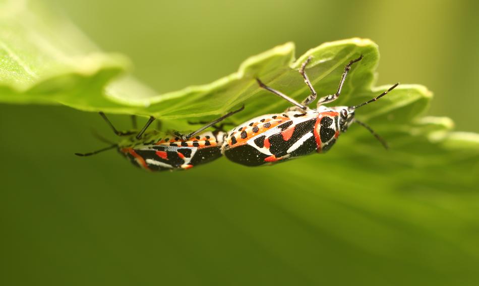 Insect Nature Living