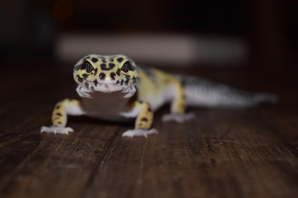 cute lizard on a wooden table