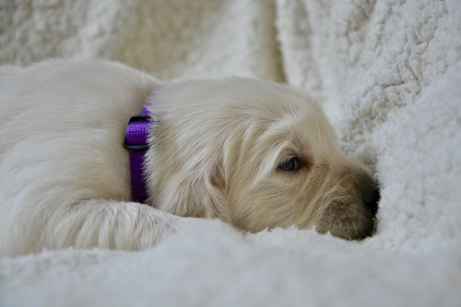 little dog asleep