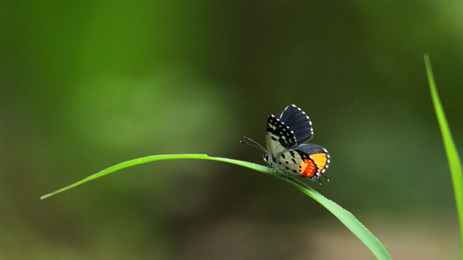 Butterfly Sitting Grass