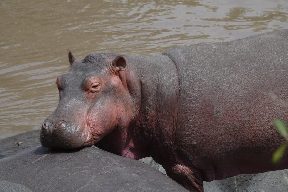 Hippopotamus Mammal Animal