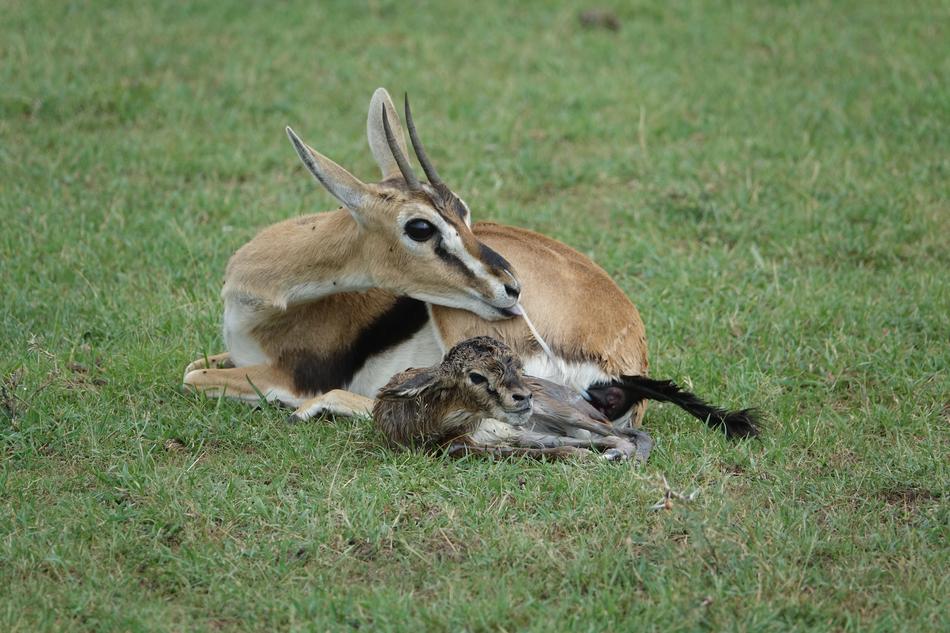 Mammal Wildlife Animal
