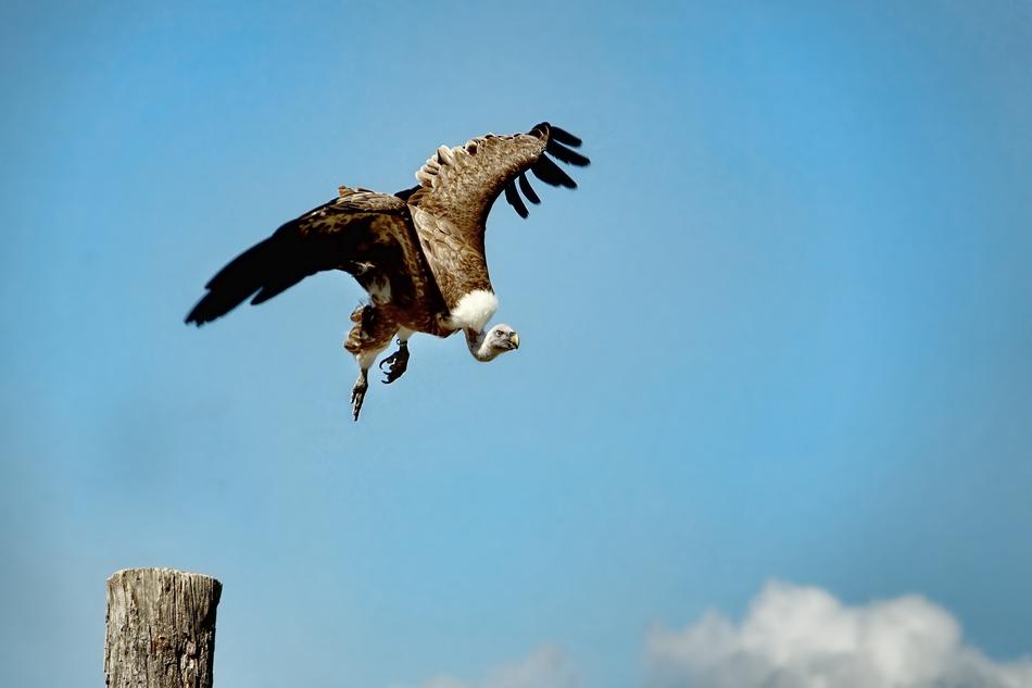 flying wild bird