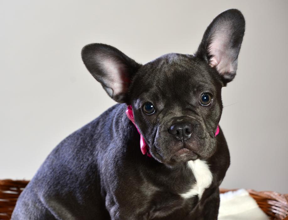 French Bulldog Blue Dog Animal