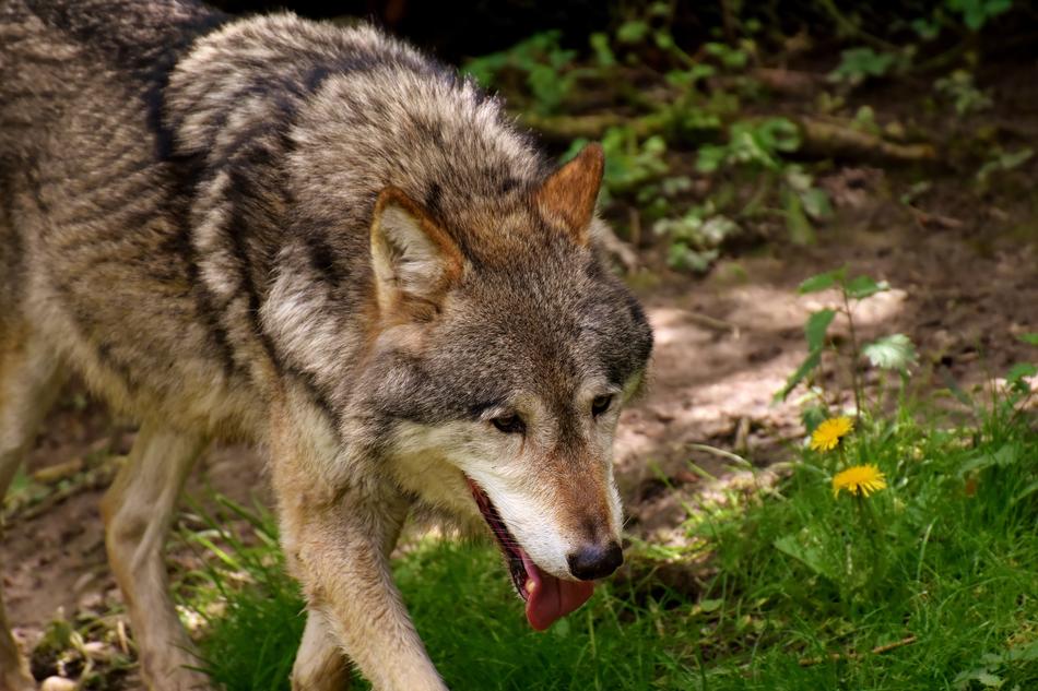 Wolf Wild Animal Beautiful