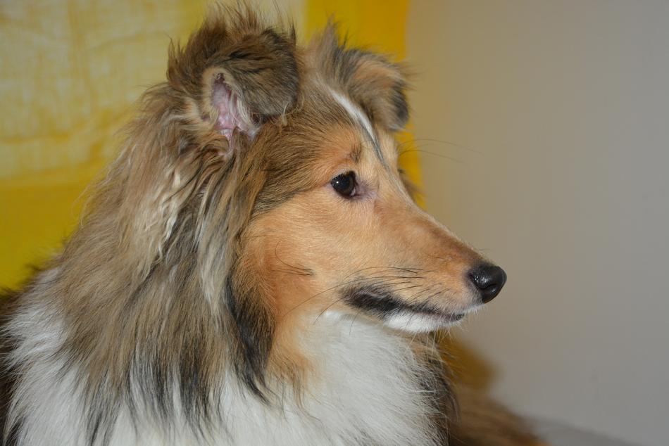 Dog Bitch Nayana Shetland Sheepdog