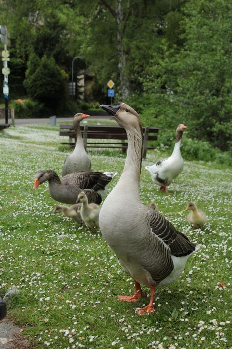 gray duck on the grass