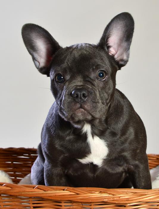 French Bulldog Dog Animal