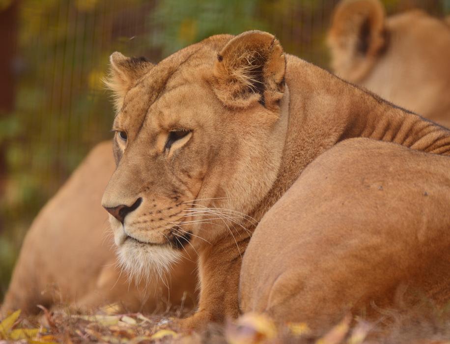 wild lions in the zoo