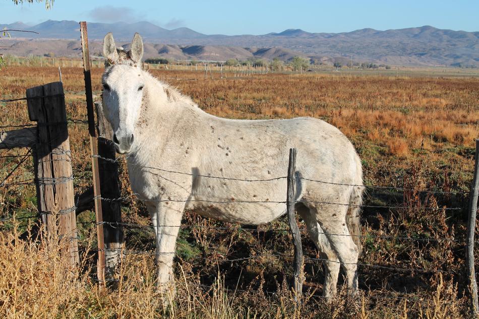 white horse in a field by the fence