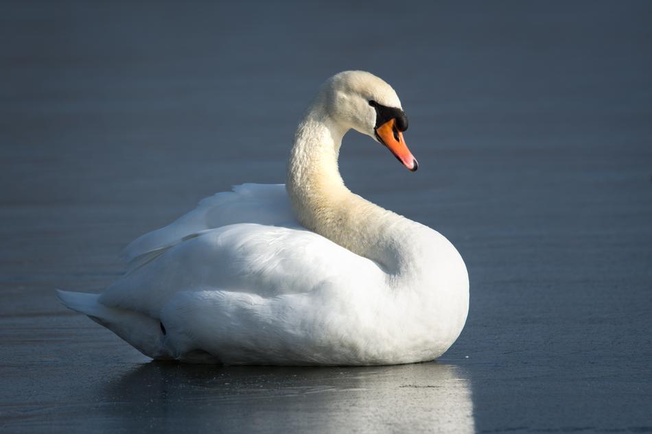 Bird Waters