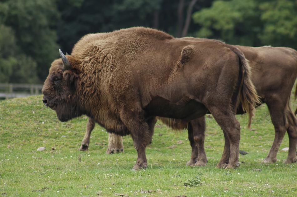 brown cattles on pasture