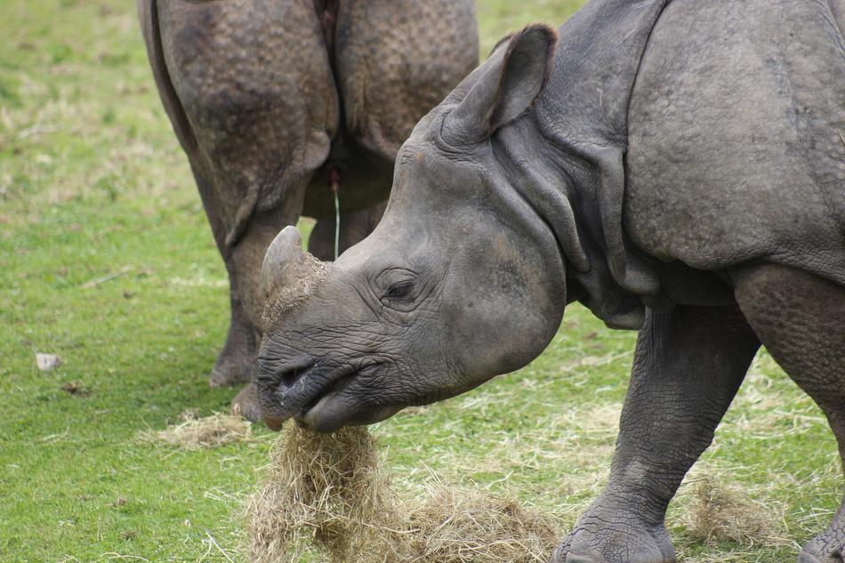 Animal Mammal Wildlife