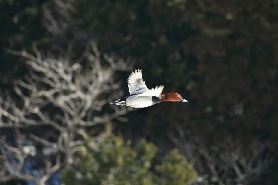 Animal Bird Wild Birds