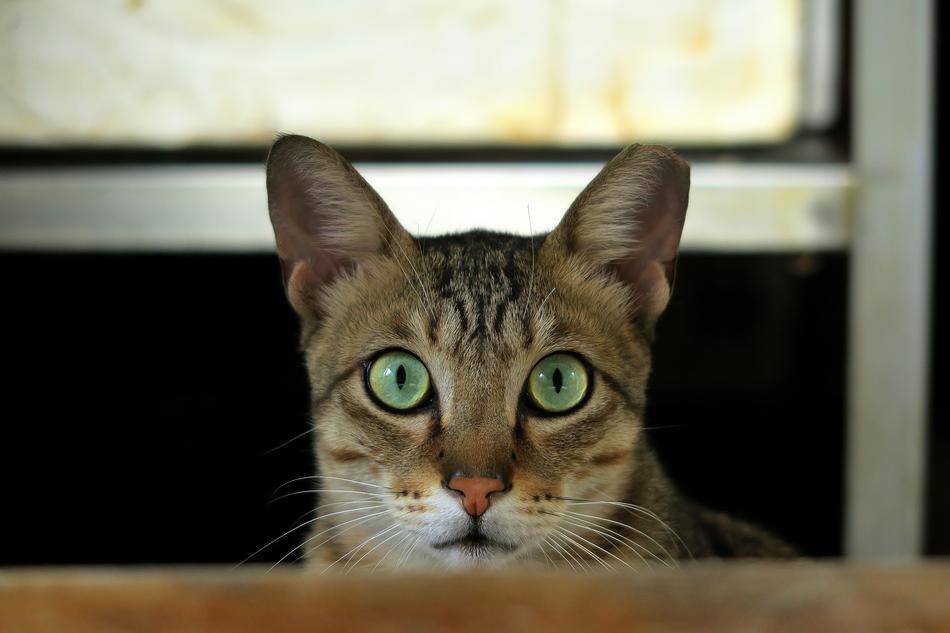 looking into the camera with green eyes