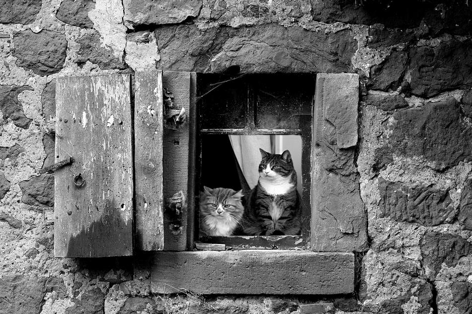 Lake Dusia Cat Window