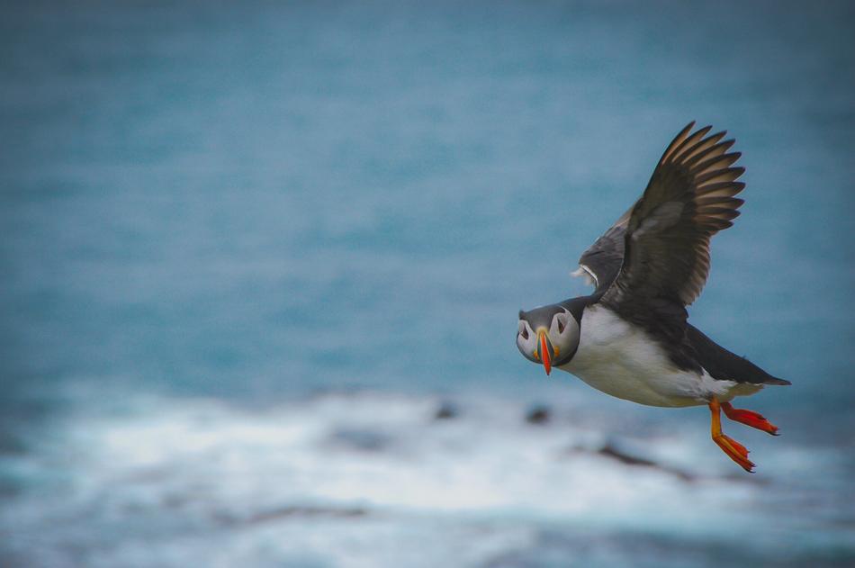 Atlantic Puffin Bird Wild
