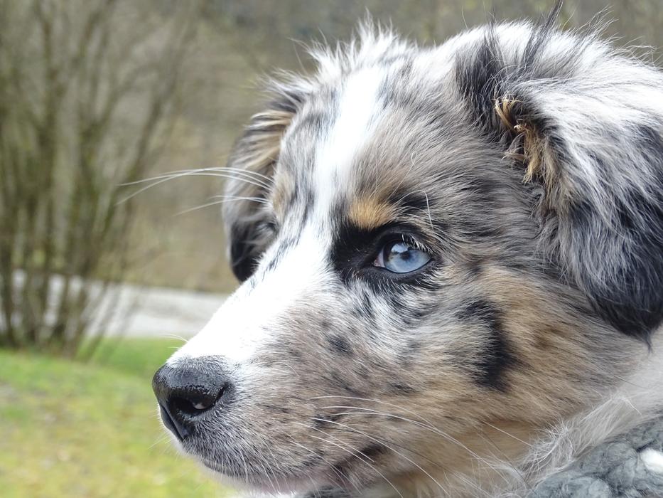 Australian Shepherd Dog Merle