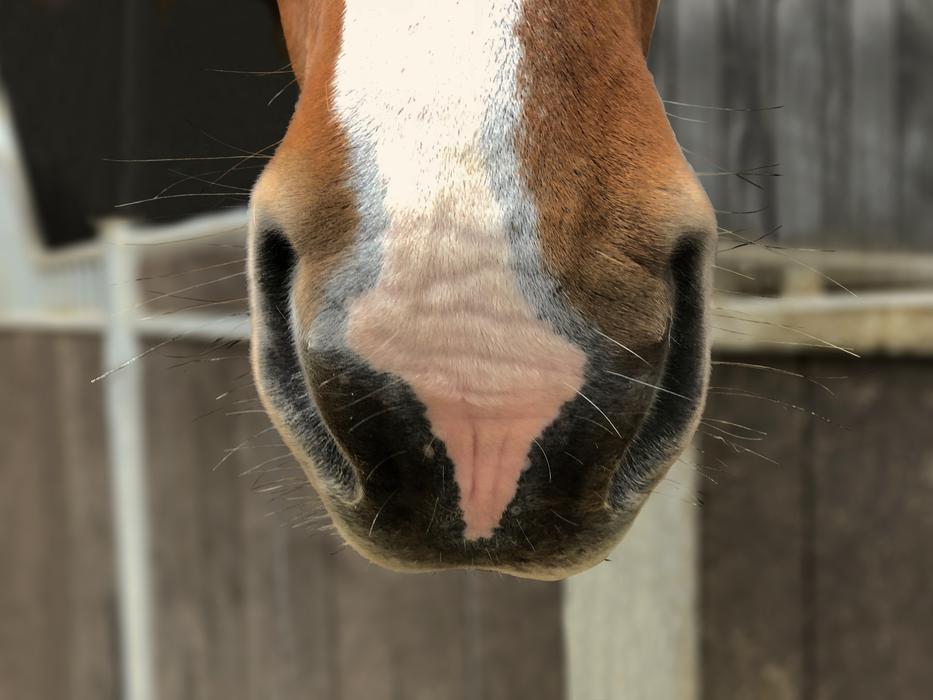 Horse Nostrils Mark