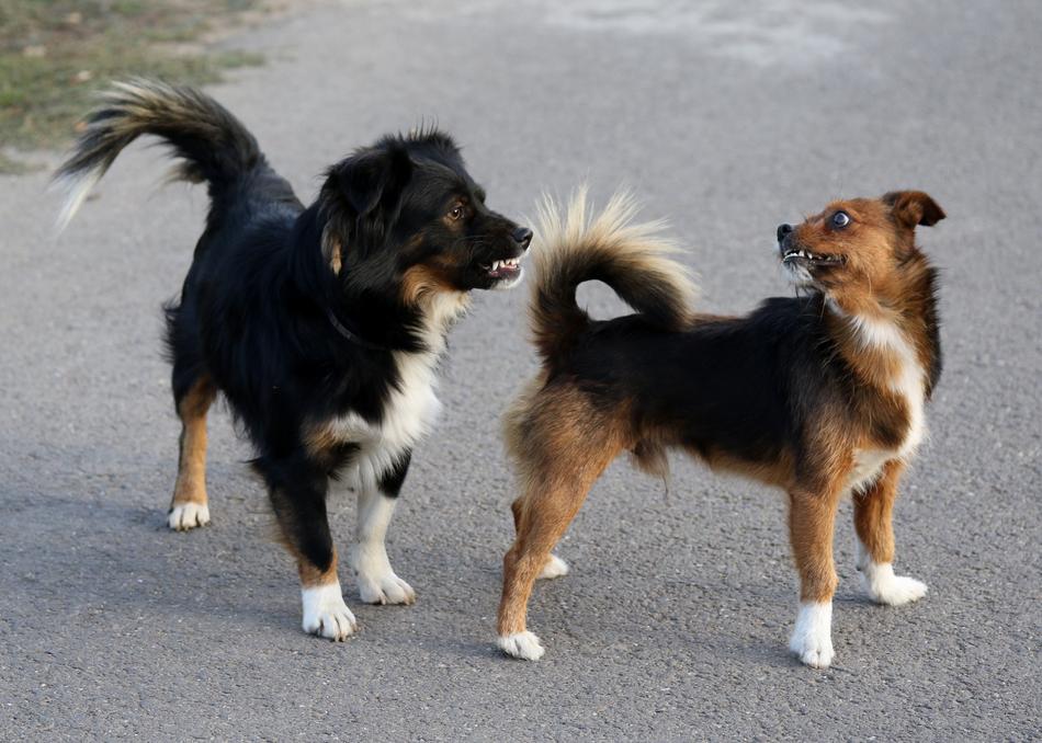 Dog Two The