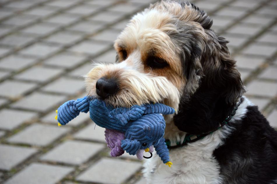 Dog Animal Pet