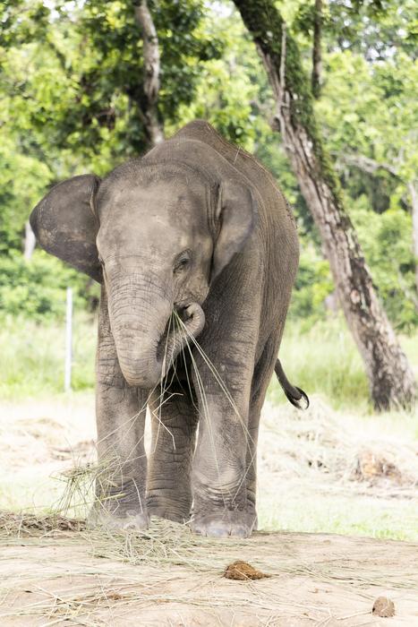 Elephant A Baby Fun