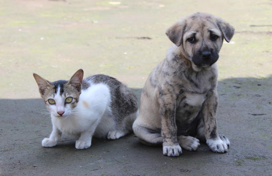 Pet Cute Animal