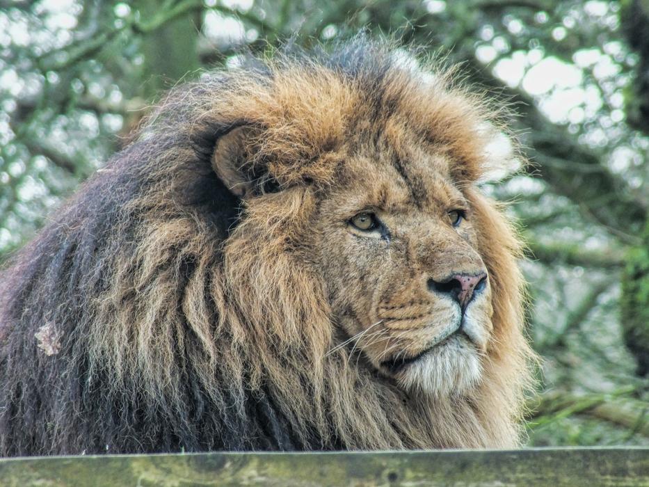 beautiful fluffy lion at the zoo