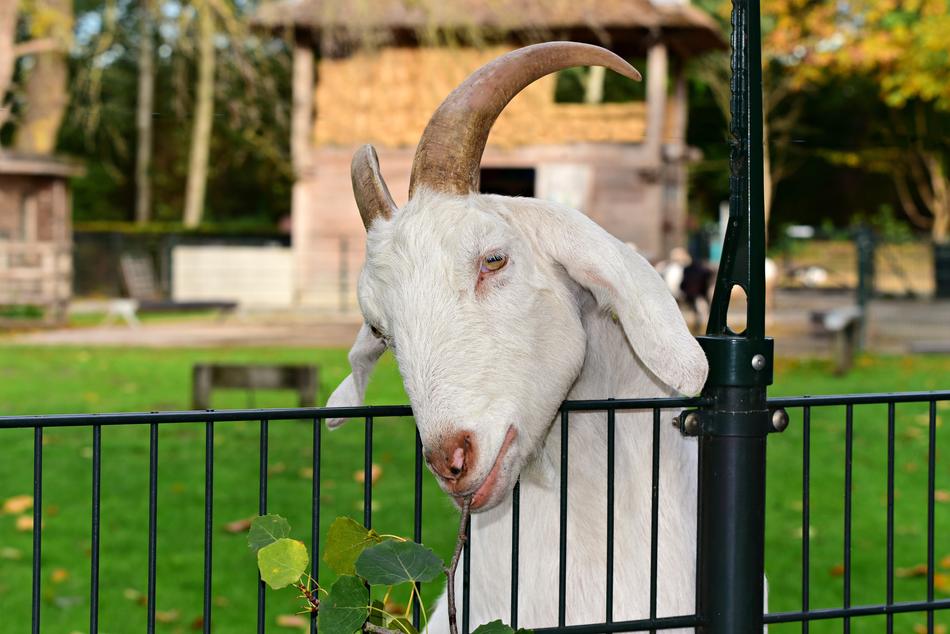 Goat Nanny Animal