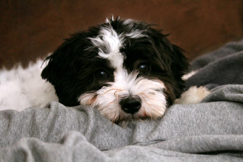 black and white Dog Pet Animal