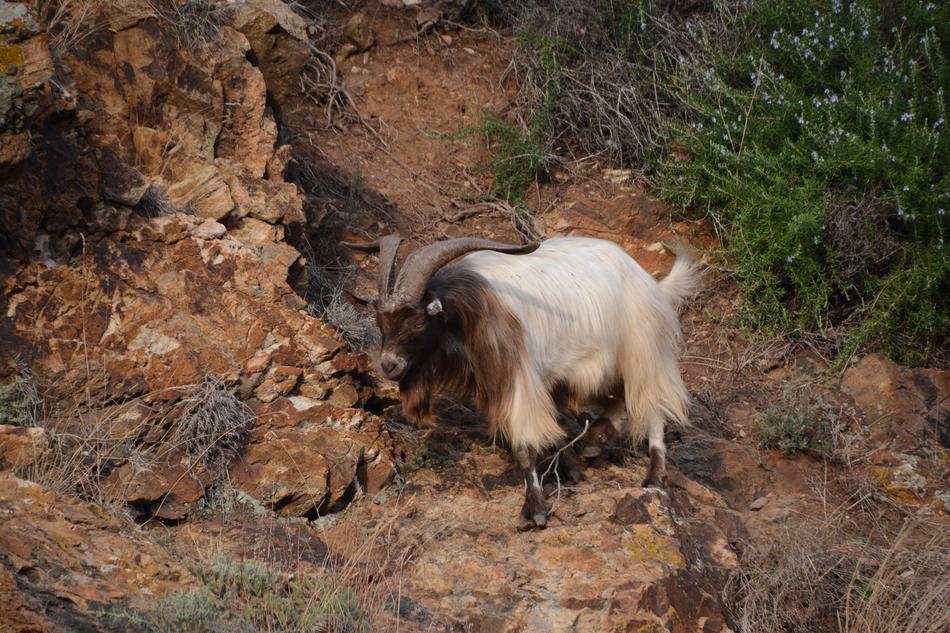 Animal Wild Mammal