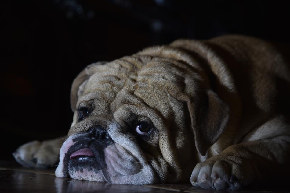 English Bulldog Dog face portrait