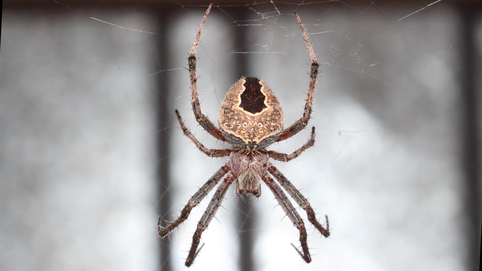 Spider A Spider-Like Insect
