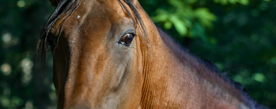 Horse Look Close Up