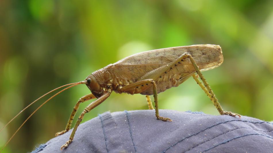 Insect Nature Animal
