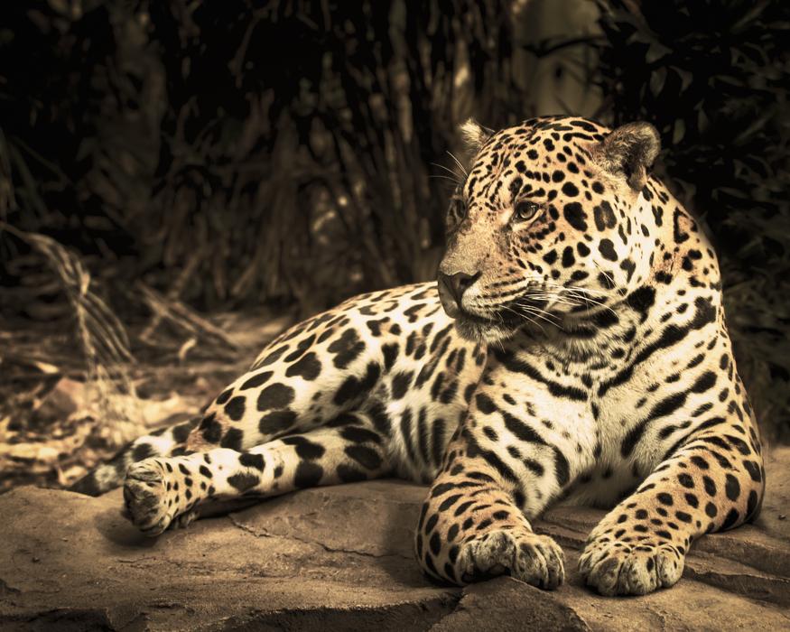 Jaguar Zoo Wild Cat