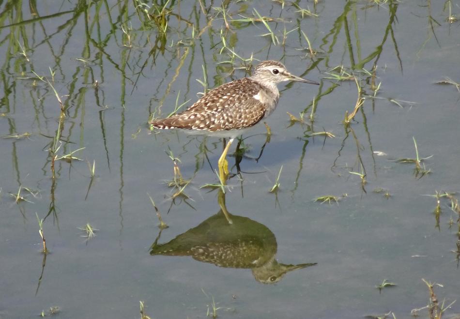 Bird Wood Sandpiper