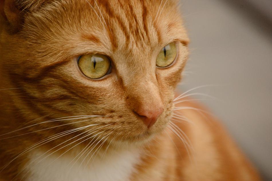 Cat Orange Cute