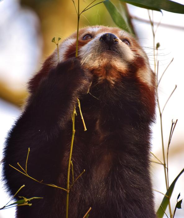 Panda Red Bear Cat Ailurus