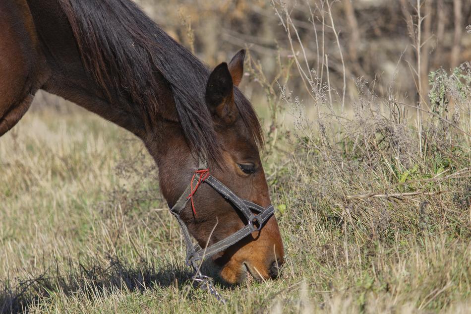 Horse Horses Animal