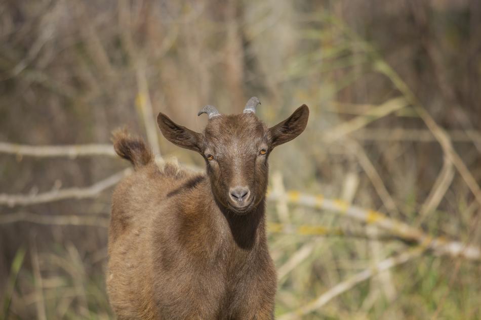 Goat Kid Animal