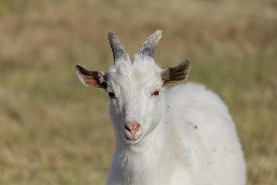 Goat Kid Animal